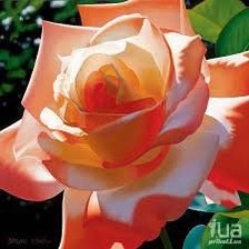 Схема вышивки «Роза»