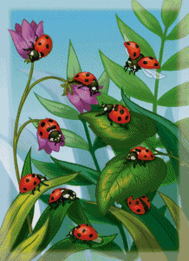 божьи коровки - божья коровка, букашка, солнышко, насекомые, букашки - предпросмотр