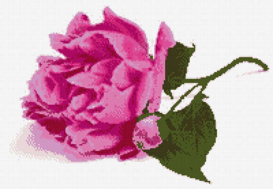 пион - цветы, пион - предпросмотр