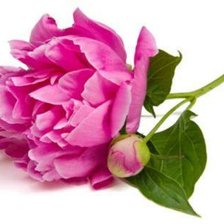 Схема вышивки «пион»