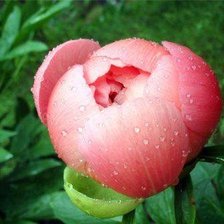 Схема вышивки «пион»