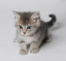 Схема вышивки «киса»