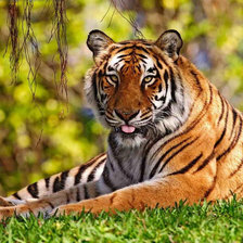 Схема вышивки «№743363»