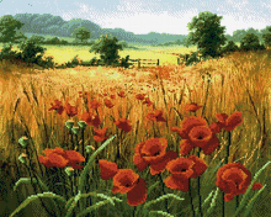 маки - цветы, поле - предпросмотр