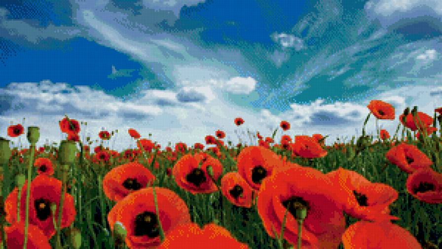 маки - маки, цветы, поле - предпросмотр