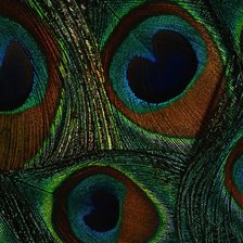 Схема вышивки «Павлинья раскраска»