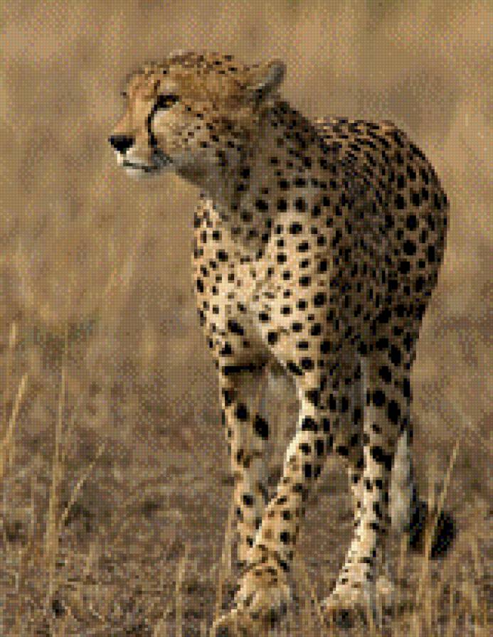гепард - животные - предпросмотр