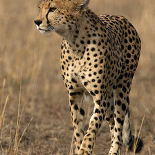 Схема вышивки «гепард 2»