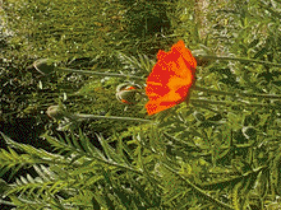 мак - лето, красиво, цветы, маки - предпросмотр