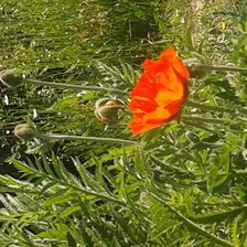 Схема вышивки «мак»