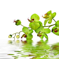 Схема вышивки «Орхидеи»