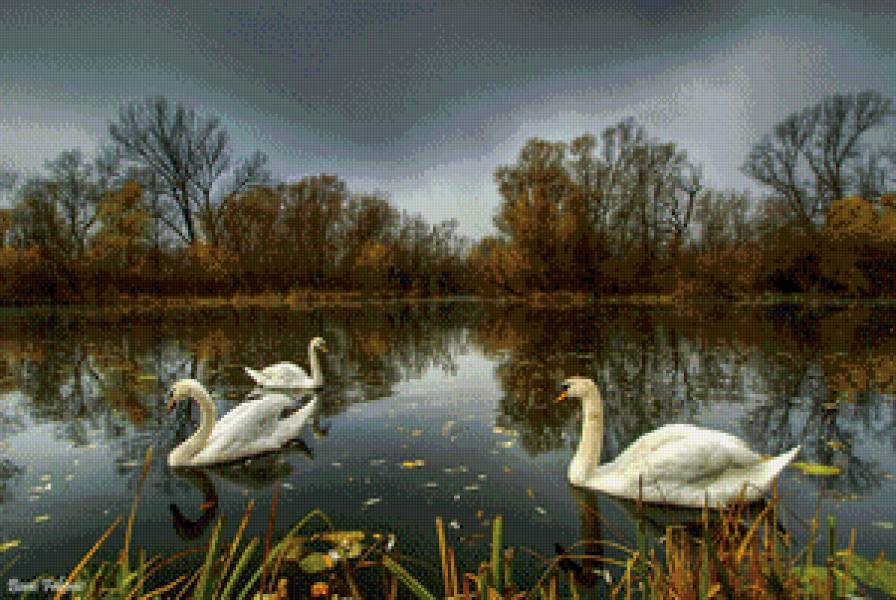 лебеди в пруду - вода, лебеди - предпросмотр