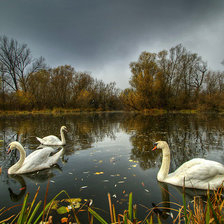 лебеди в пруду