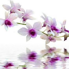 Схема вышивки «Орхидеи»