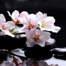 Схема вышивки «Цветущая яблунева ветка»