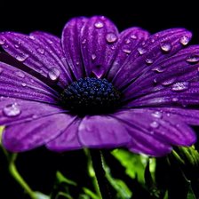 Схема вышивки «№744091»