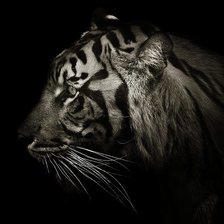 Схема вышивки «тигр2»