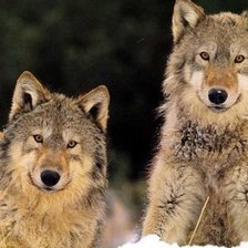 Схема вышивки «пара волков»