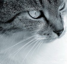 Схема вышивки «киса»