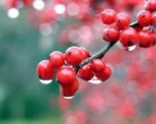 Схема вышивки «рябина»