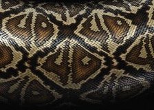 Схема вышивки «питон»