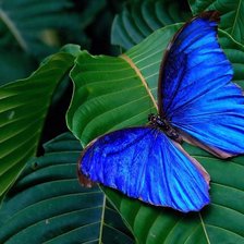 Схема вышивки «№744593»