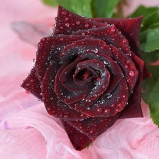 Схема вышивки «королева цветов»