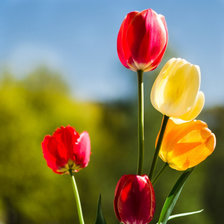 Схема вышивки «тюльпаны»