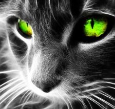 Схема вышивки «КИСА»