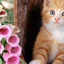 Схема вышивки «Рыжуля»