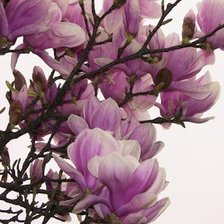 Магнолия