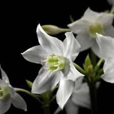 Схема вышивки «Цветы»