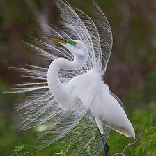 Схема вышивки «Большая белая цапля»