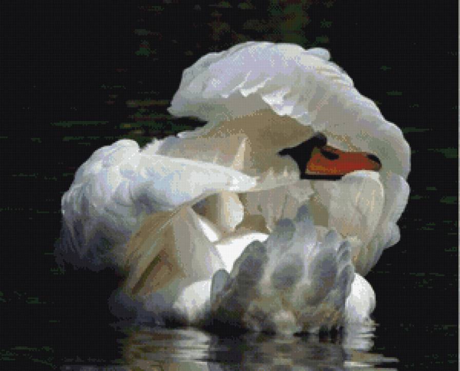 Лебедь - птицы - предпросмотр