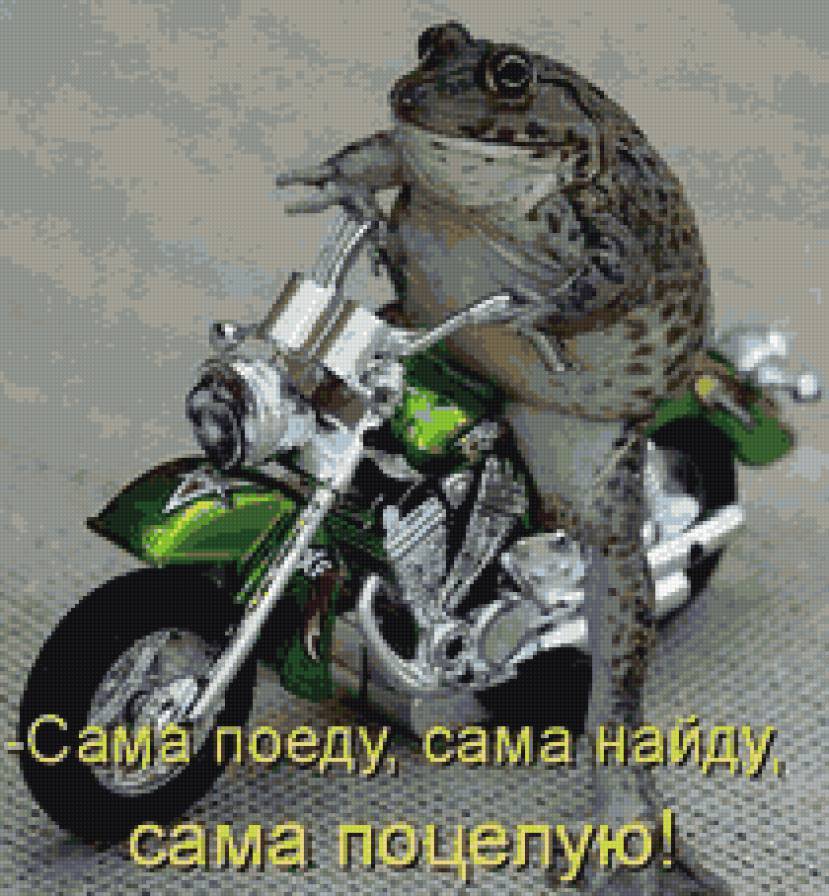 Лягушка - животные, приколы - предпросмотр