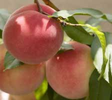 Схема вышивки «персики»