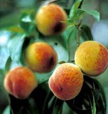 Схема вышивки «дерево персиковое»