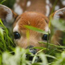 Схема вышивки «№745328»