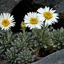 Схема вышивки «Жизнь на камне»