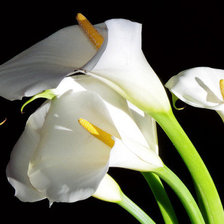 Схема вышивки «Каллы»