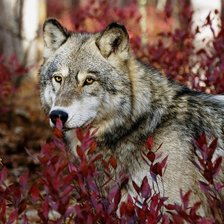 Схема вышивки «Волк»