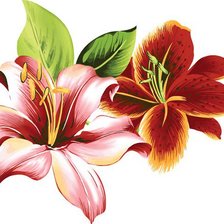 Схема вышивки «Лилии»