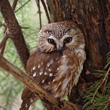 Схема вышивки «сова»