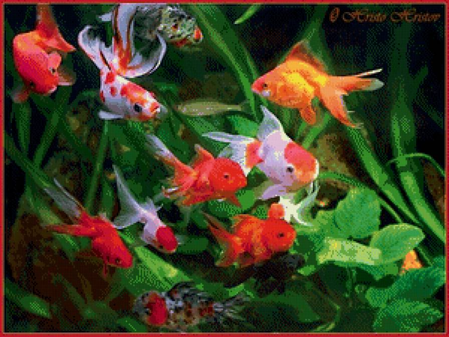 Рыбки - аквариум, животные, рыбки, растение - предпросмотр