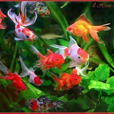 Схема вышивки «Рыбки»