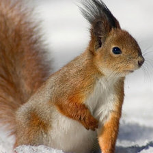 Схема вышивки «білка»