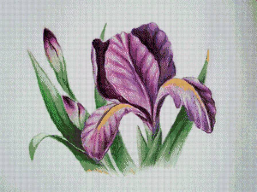 ирис - цветы - предпросмотр