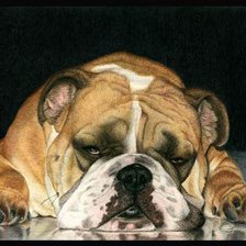 Схема вышивки «бульдог»