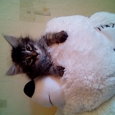 Схема вышивки «котенок»