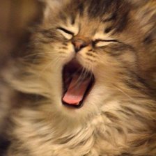 Схема вышивки «Котик»